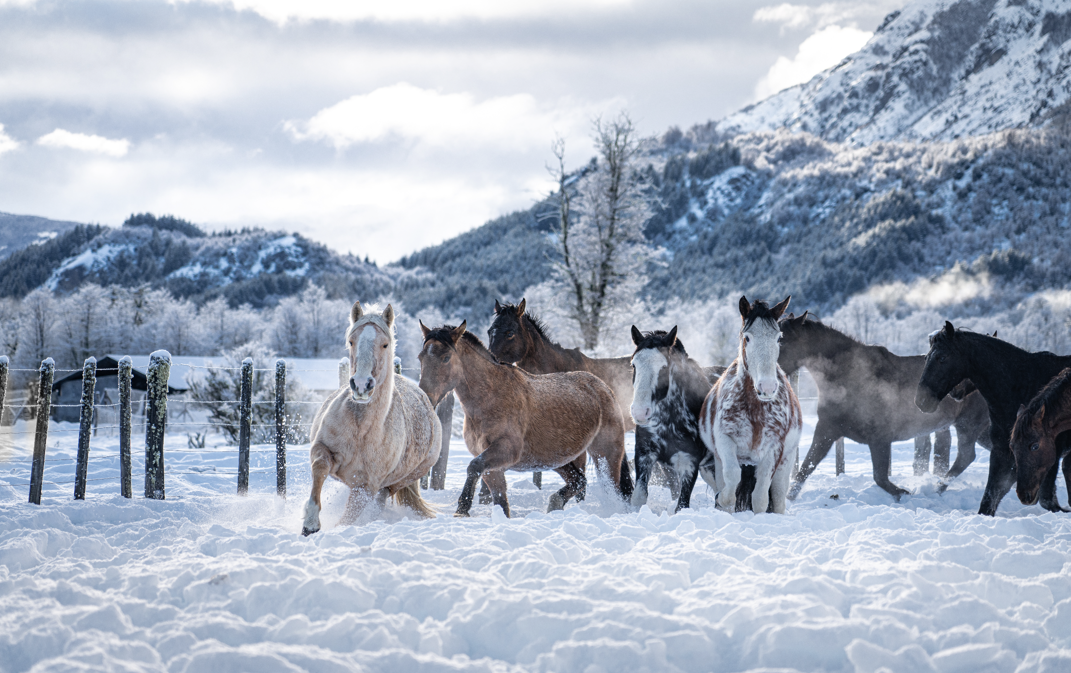 Cabalgatas Blancas